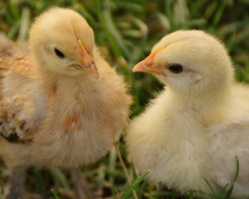 chicks sitting on the grass
