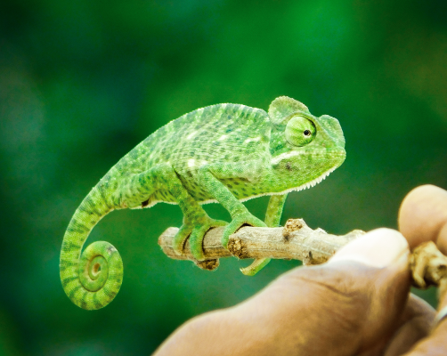image of a green lizard